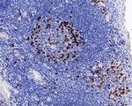 Lambda light chain Antibody in Immunohistochemistry (Paraffin) (IHC (P))