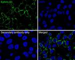 Ephrin A1 Antibody in Immunocytochemistry (ICC/IF)