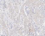 Ephrin A1 Antibody in Immunohistochemistry (Paraffin) (IHC (P))