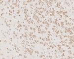 Ephrin A1 Antibody in Immunohistochemistry (Paraffin) (IHC (P))