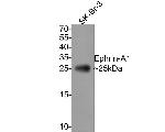 Ephrin A1 Antibody in Western Blot (WB)