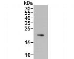 IL-28A Monoclonal Antibody (A5D6)