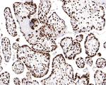 H3K18ac Antibody in Immunohistochemistry (Paraffin) (IHC (P))
