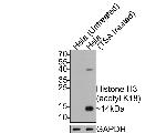 H3K18ac Antibody in Western Blot (WB)