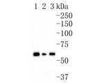 AMPK alpha-2 Monoclonal Antibody (A6A12)