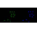 AMPK alpha-2 Monoclonal Antibody (A6A11)