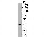 CHI3L1 Antibody in Western Blot (WB)