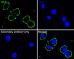 GPR177 Antibody in Immunocytochemistry (ICC/IF)
