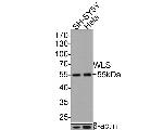 GPR177 Antibody in Western Blot (WB)