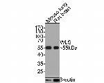 GPR177 Antibody in Western Blot (WB)