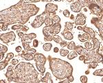 PRKCSH Antibody in Immunohistochemistry (Paraffin) (IHC (P))
