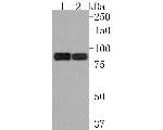 PRKCSH Antibody in Western Blot (WB)