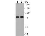 PRKCSH Antibody in Western Blot (WB)