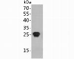 HIV1 p24 Monoclonal Antibody (12G4)