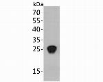 HIV1 p24 Monoclonal Antibody (12G2)