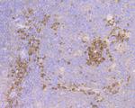 Cullin 2 Recombinant Rabbit Monoclonal Antibody (JG72-31)