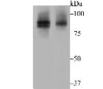 Cullin 2 Antibody in Western Blot (WB)