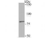 SMURF2 Recombinant Rabbit Monoclonal Antibody (JU32-34)