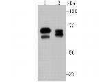 ATG16L1 Recombinant Rabbit Monoclonal Antibody (JU30-62)