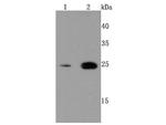 PRDX6 Antibody in Western Blot (WB)