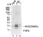 FGF2 Antibody in Immunoprecipitation (IP)