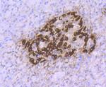 Glucagon Antibody in Immunohistochemistry (Paraffin) (IHC (P))