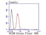 CD56 (NCAM) Recombinant Rabbit Monoclonal Antibody (JF1021)