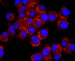CD56 (NCAM) Antibody in Immunocytochemistry (ICC/IF)