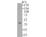 FOXP3 Antibody in Western Blot (WB)