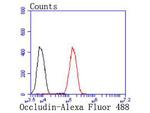 Occludin Antibody in Flow Cytometry (Flow)