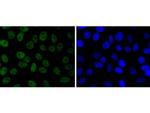 JunD Recombinant Rabbit Monoclonal Antibody (SD0830)