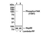 Phospho-FAK (Tyr397) Antibody in Western Blot (WB)