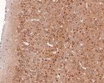 Phospho-Tau-F (Thr231) Recombinant Rabbit Monoclonal Antibody (SC58-08)