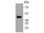 Phospho-Tau-F (Thr231) Antibody in Western Blot (WB)