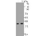 EpCAM Antibody in Western Blot (WB)