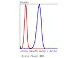 Alpha-Smooth Muscle Actin Antibody in Flow Cytometry (Flow)
