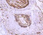 Alpha-Smooth Muscle Actin Antibody in Immunohistochemistry (Paraffin) (IHC (P))