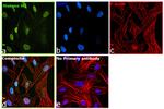 Histone H3 Antibody in Immunocytochemistry (ICC/IF)