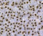 Histone H3 Antibody in Immunohistochemistry (Paraffin) (IHC (P))