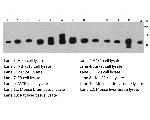 Histone H3 Antibody in Western Blot (WB)