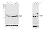 Histone H3 Antibody in Western Blot (WB)
