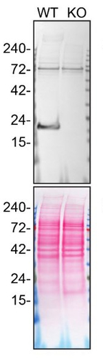 Caveolin 1 Antibody in Western Blot (WB)