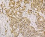 APE1 Monoclonal Antibody (12H4)