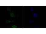 APE1 Monoclonal Antibody (12H2)