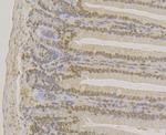 APE1 Antibody in Immunohistochemistry (Paraffin) (IHC (P))