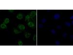 APE1 Monoclonal Antibody (12H1)