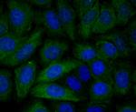 PGF Monoclonal Antibody (3G2)