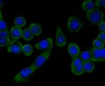 PGF Monoclonal Antibody (3G3)