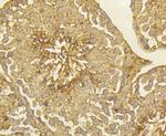 PGF Antibody in Immunohistochemistry (Paraffin) (IHC (P))