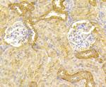 PGF Antibody in Immunohistochemistry (Paraffin) (IHC (P))